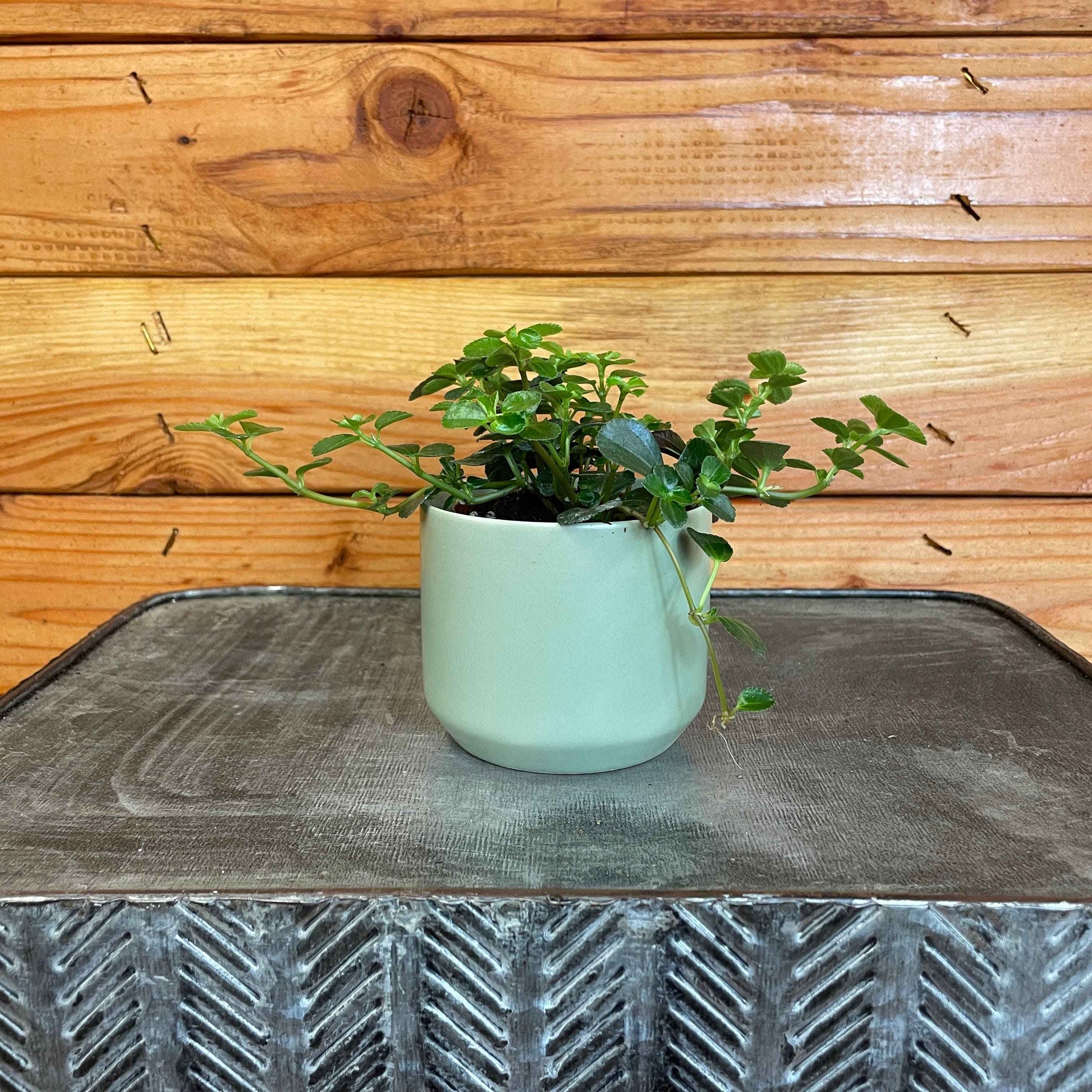 Pilea Espresso, 2" Plant