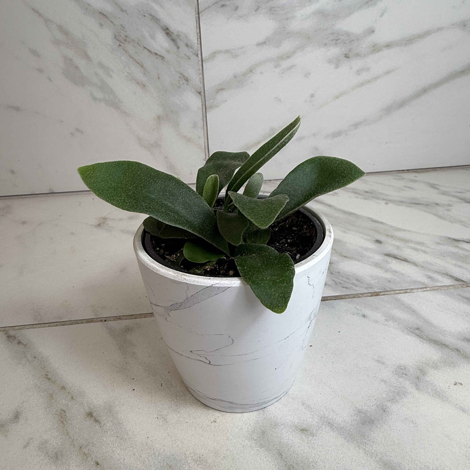 Platycerium Netherlands Staghorn Fern, 4" Plant
