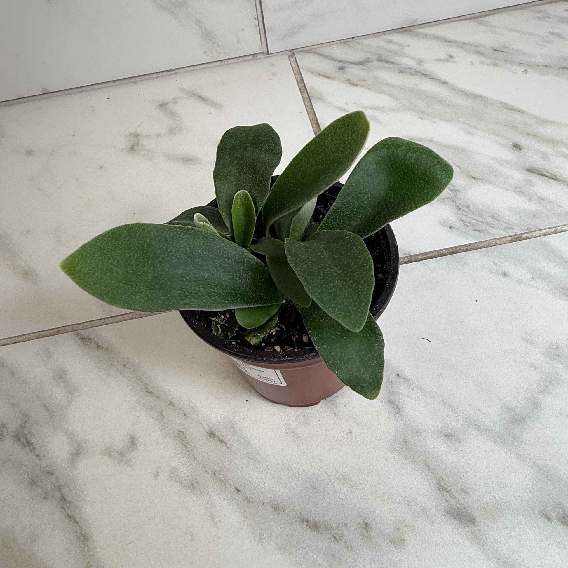 Platycerium Netherlands Staghorn Fern, 4" Plant