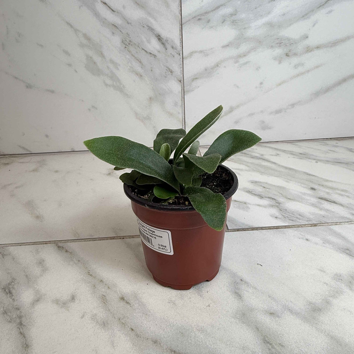 Platycerium Netherlands Staghorn Fern, 4" Plant