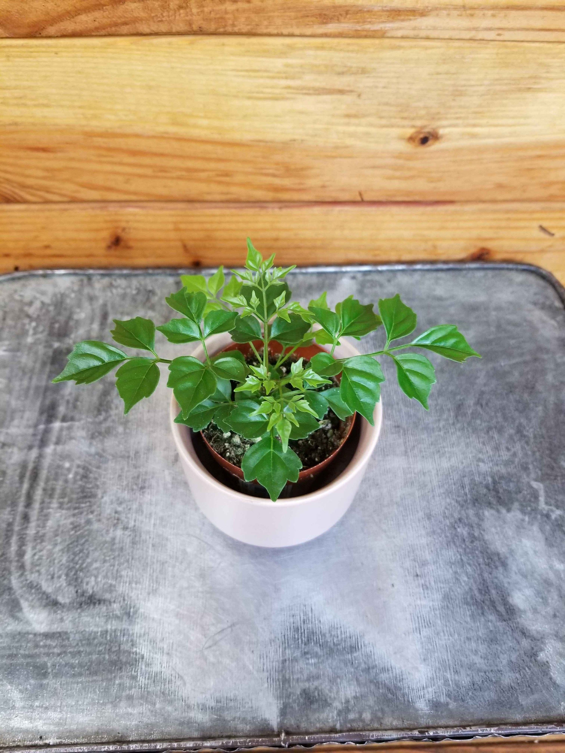 Radermachera sinica China Doll, 2" Plant