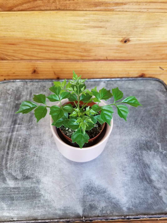 Radermachera sinica China Doll, 2" Plant