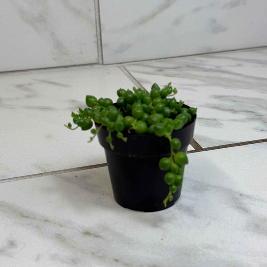 Rowleyanus String of Pearls, 2" Plant