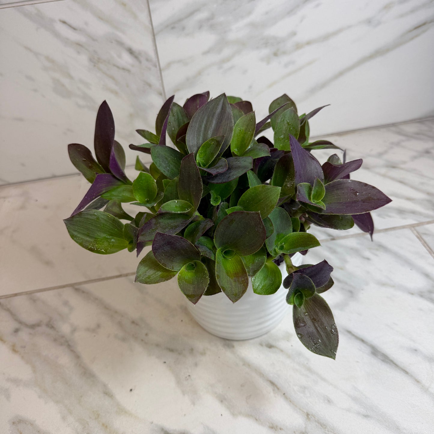 Tradescantia Sillamontana Purple Teddy Bear Vine, 6" Plant