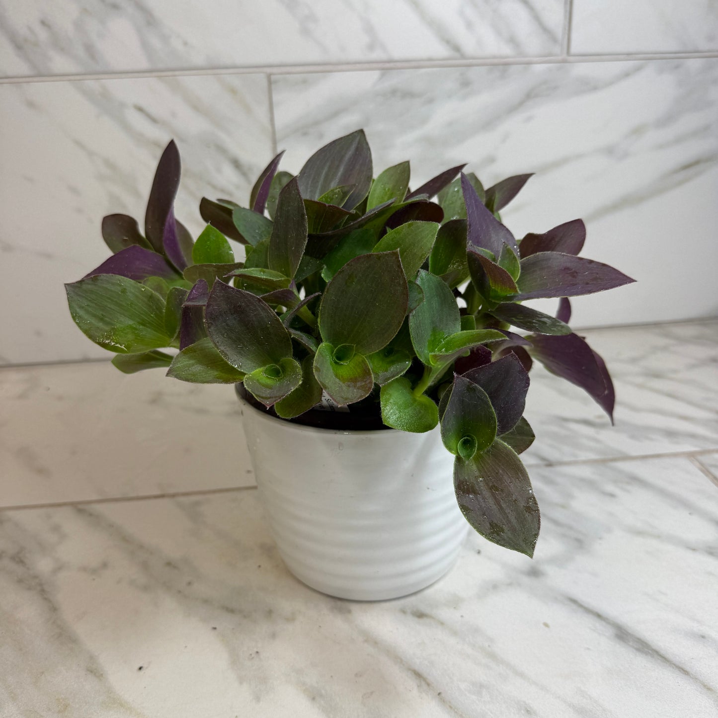 Tradescantia Sillamontana Purple Teddy Bear Vine, 6" Plant