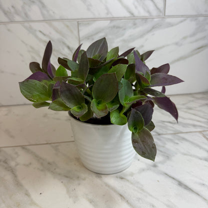 Tradescantia Sillamontana Purple Teddy Bear Vine, 6" Plant