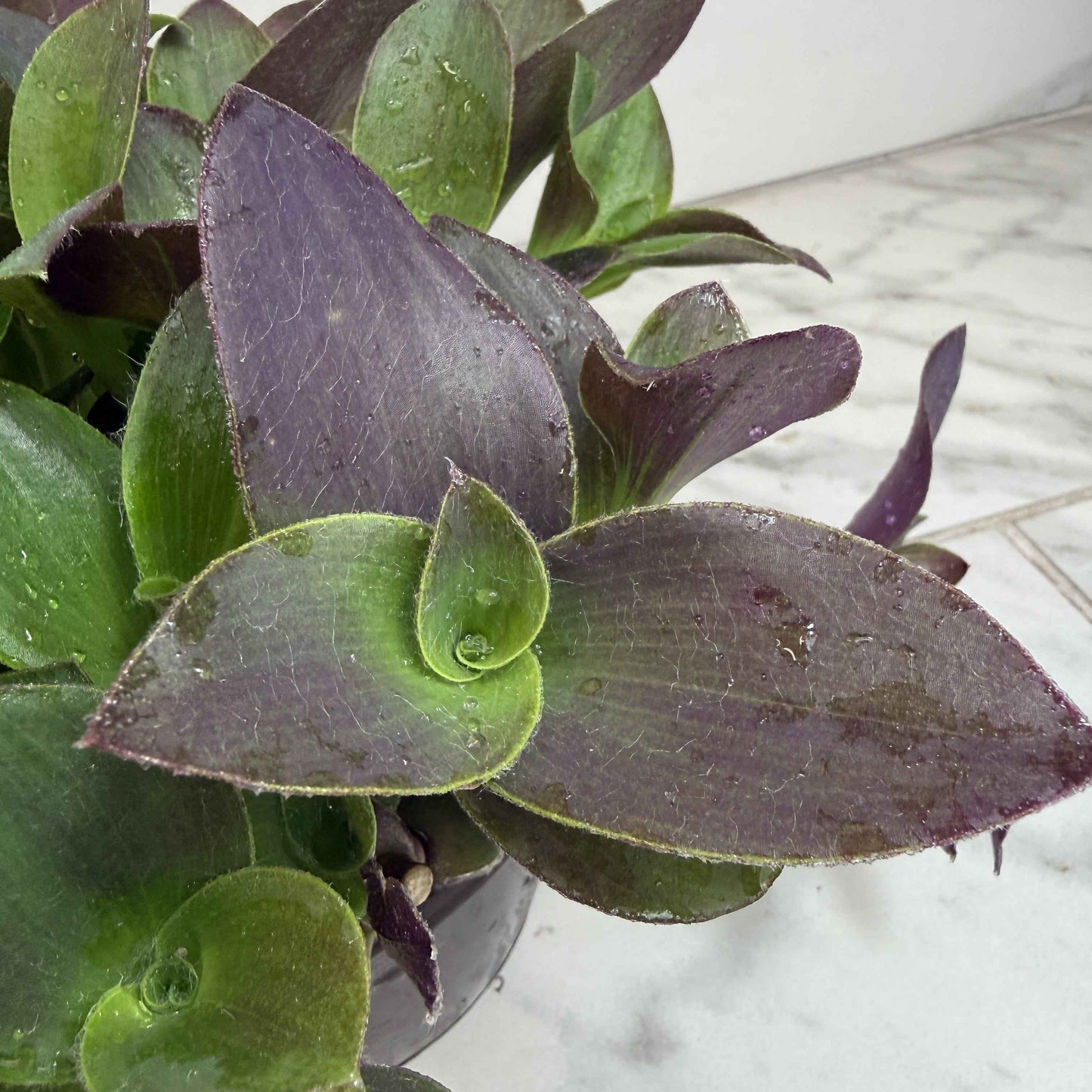 Tradescantia Sillamontana Purple Teddy Bear Vine, 6" Plant