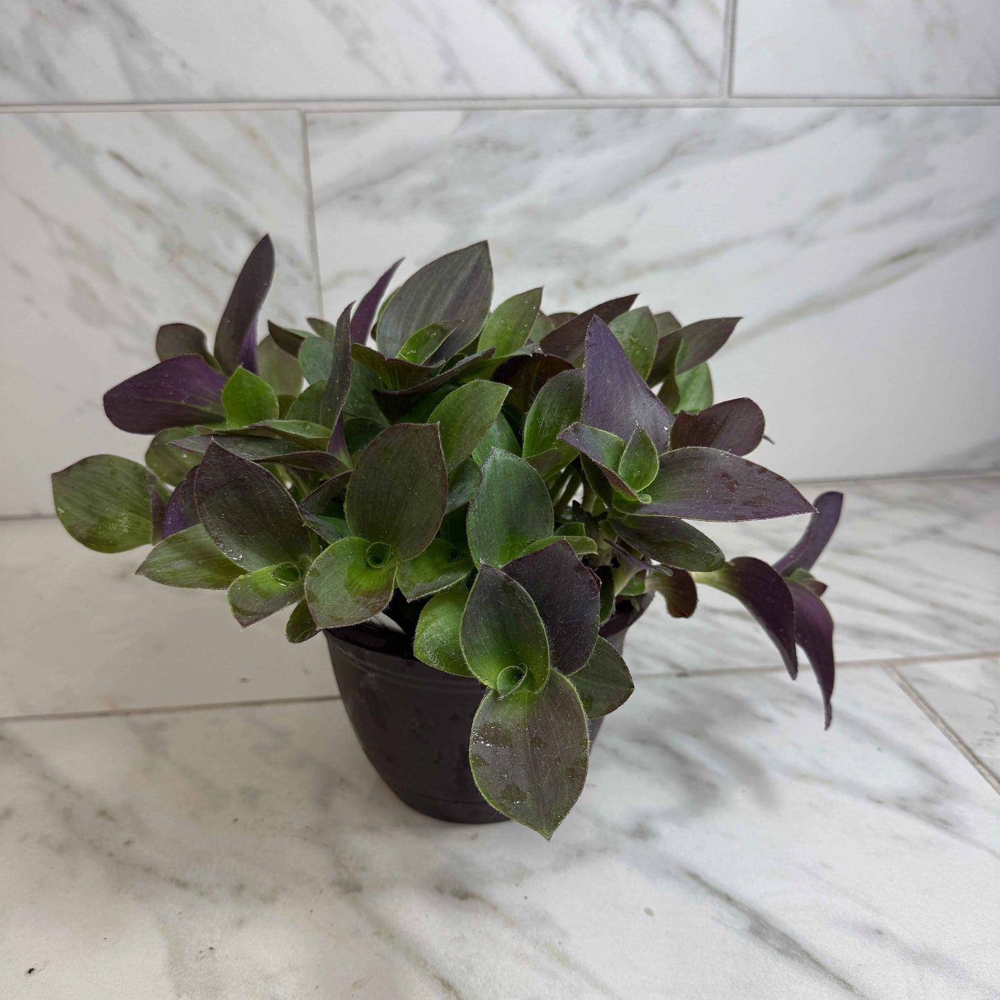 Tradescantia Sillamontana Purple Teddy Bear Vine, 6" Plant