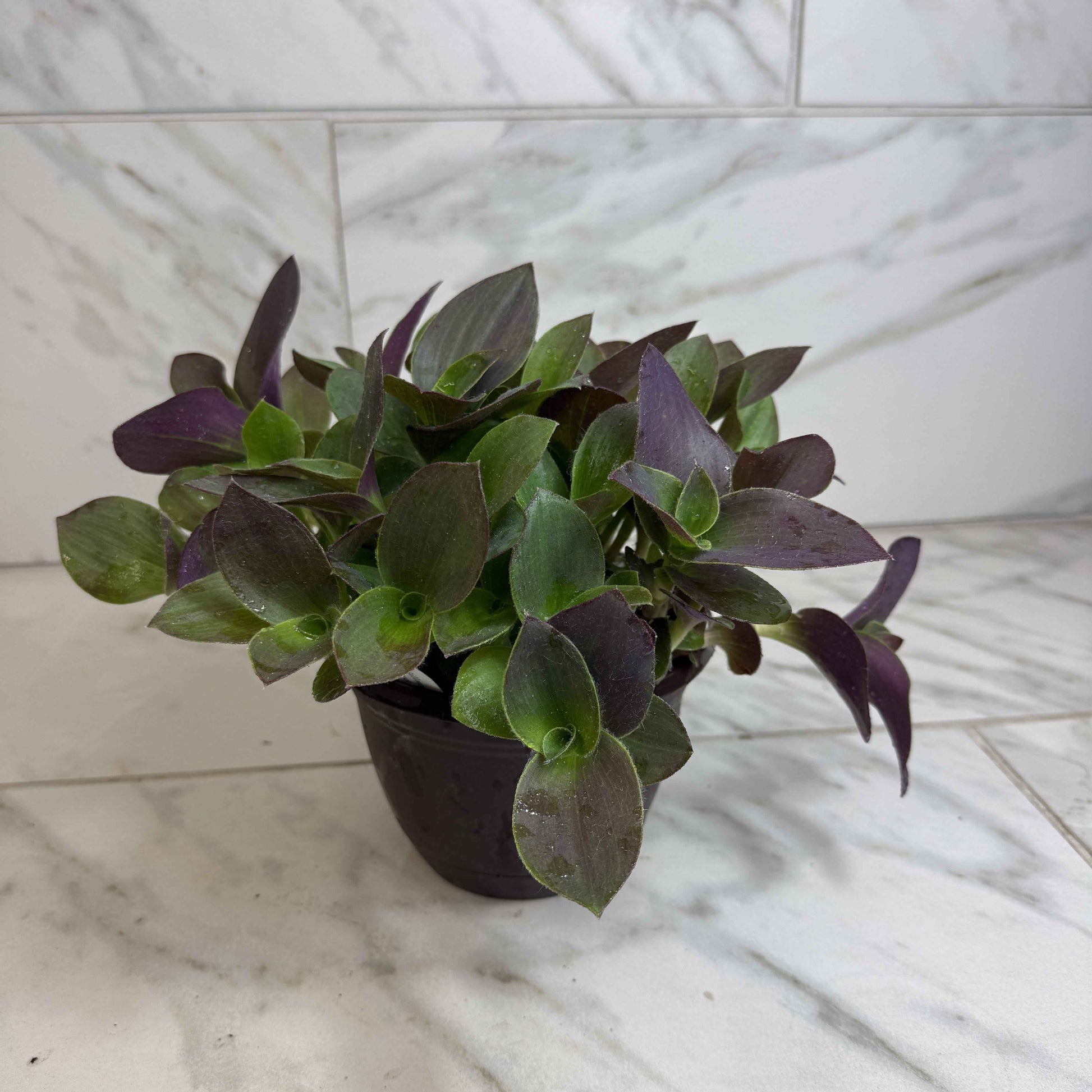 Tradescantia Sillamontana Purple Teddy Bear Vine, 6" Plant
