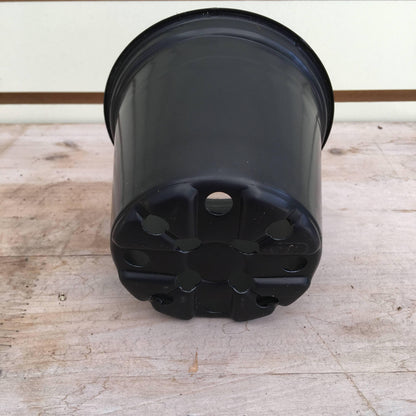 Starter Kit for 2 Large Plugs - Scholarly Exotics LLC
