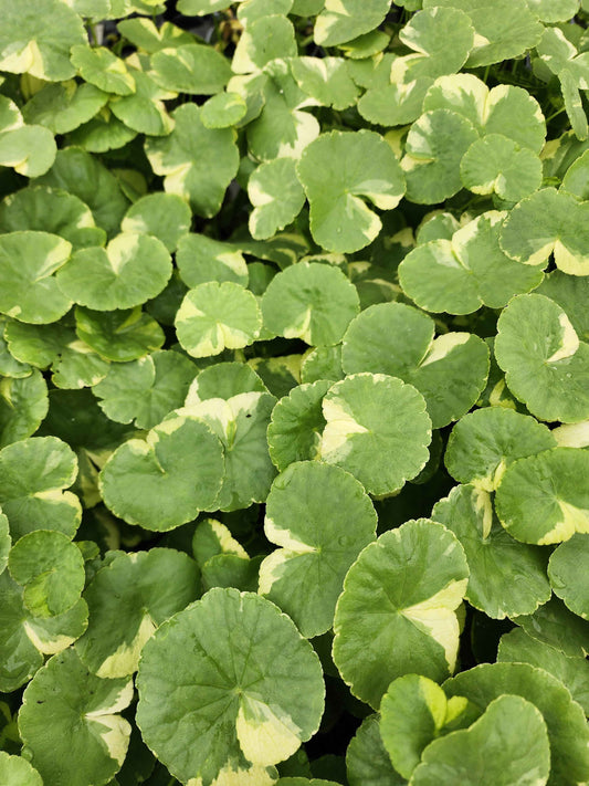 Variegated Pennywort