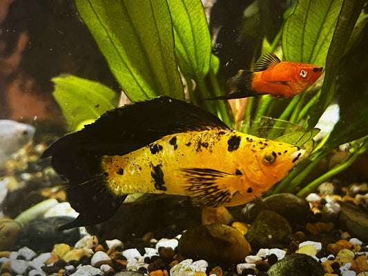 Assorted Leopard Molly
