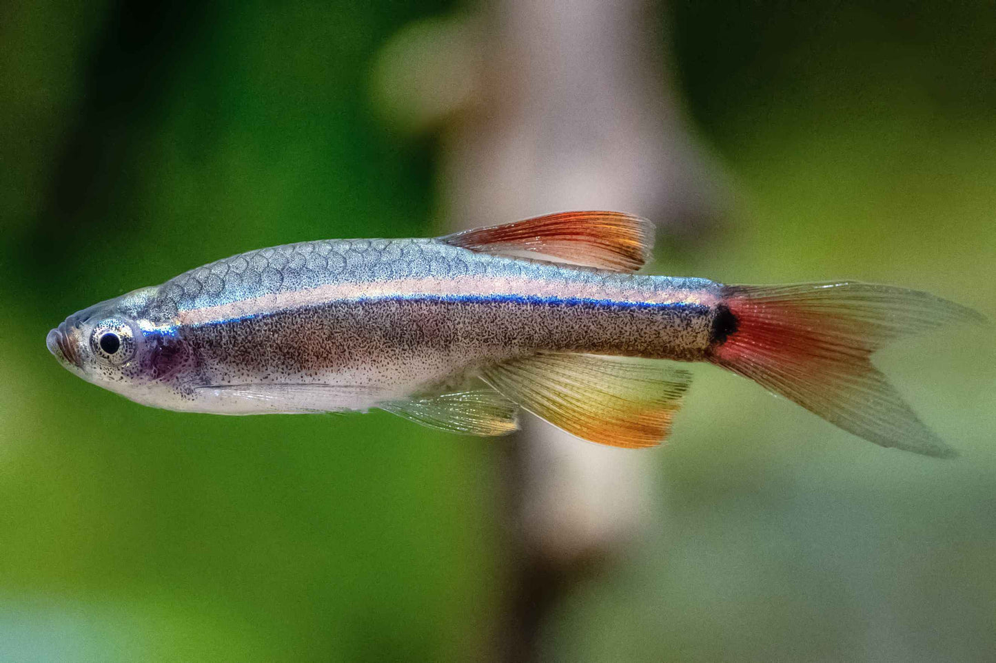White Cloud Minnow