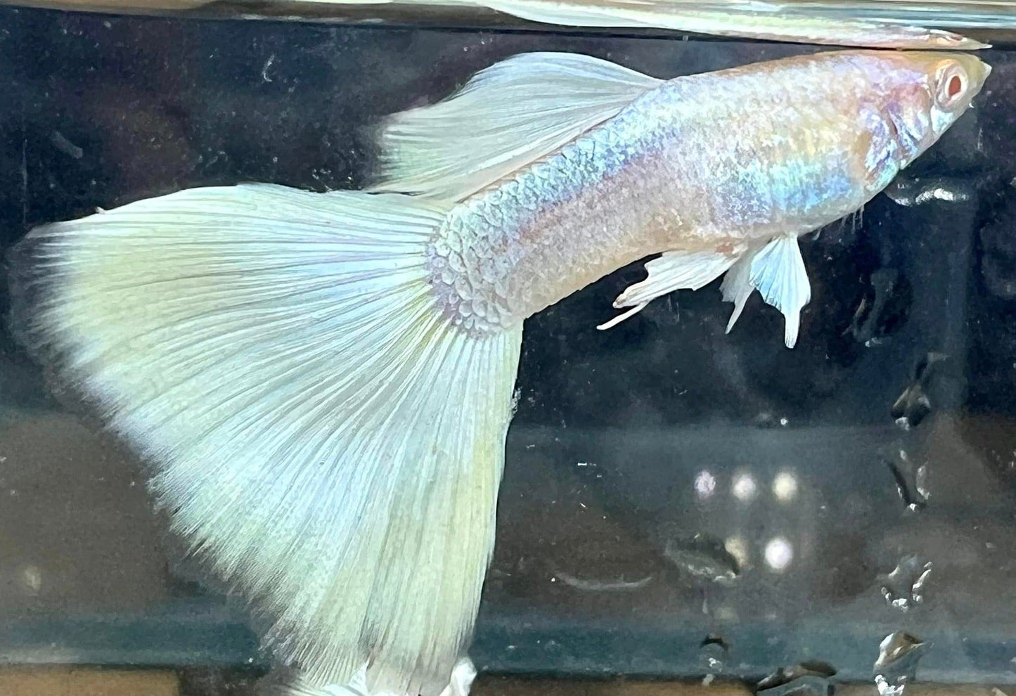 Albino Full White Platinum Guppy