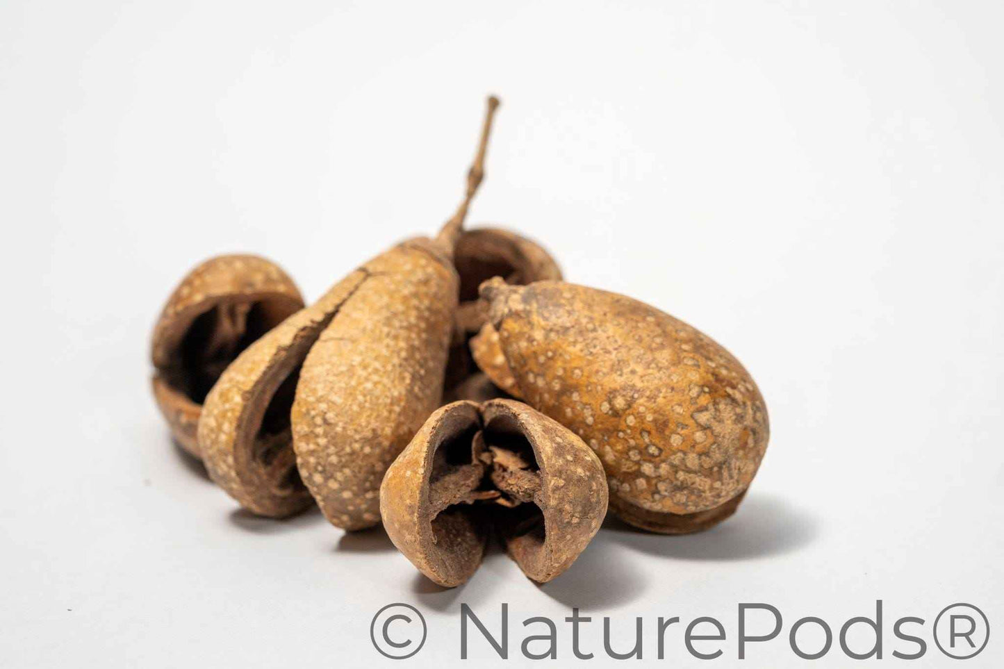 Whole Pear Pods